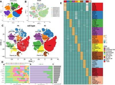 Immune and inflammatory insights in atherosclerosis: development of a risk prediction model through single-cell and bulk transcriptomic analyses